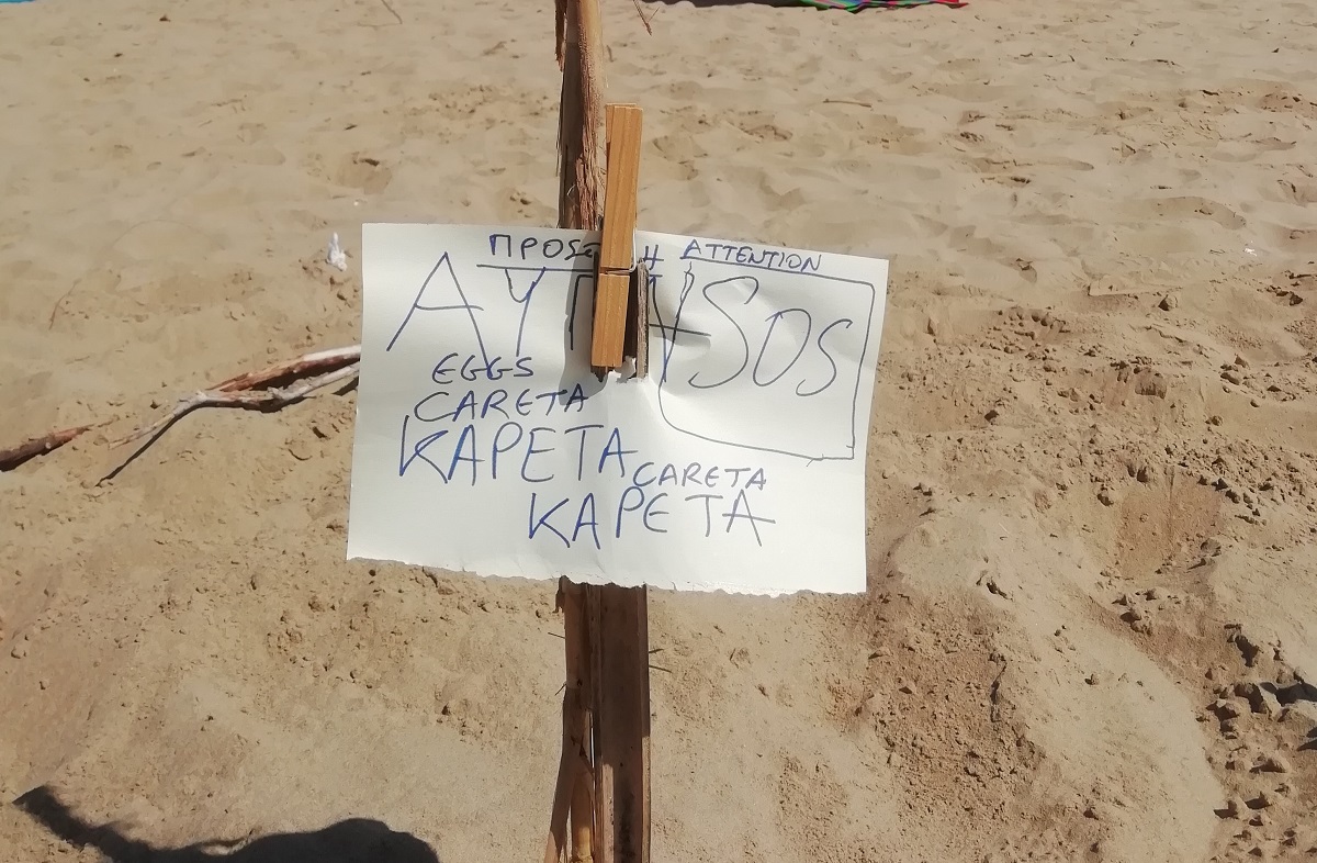 Λουτρά Κυλλήνης: Διάσωση φωλιάς καρέτα-καρέτα