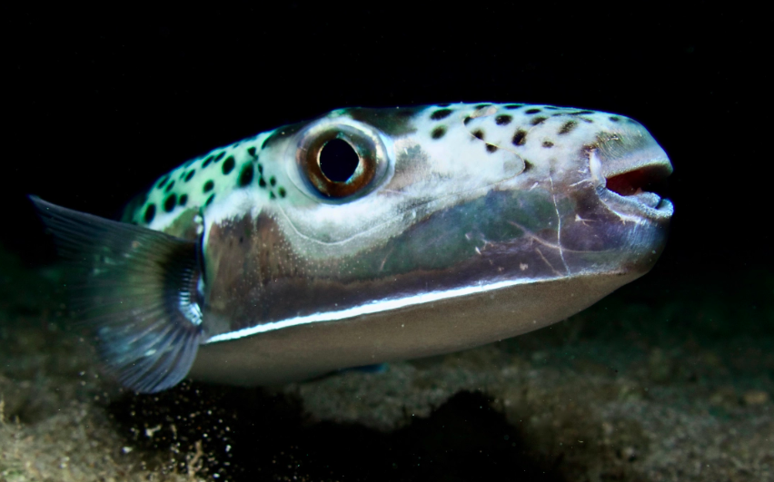 ΛΑΓΟΚΕΦΑΛΟΣ - PatrisNews - Εφημερίδα Πατρίς Ηλείας