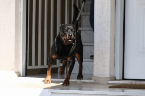 Βίντεο σοκ της άγριας επίθεσης ροτβάιλερ στον 76χρονο κηδεμόνα του στην Καλαμάτα