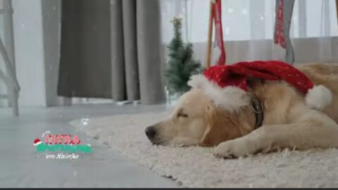 Ναύπλιο: Χριστουγεννιάτικα κάλαντα και γιορτινές μελωδίες πλημμύρισαν την πόλη