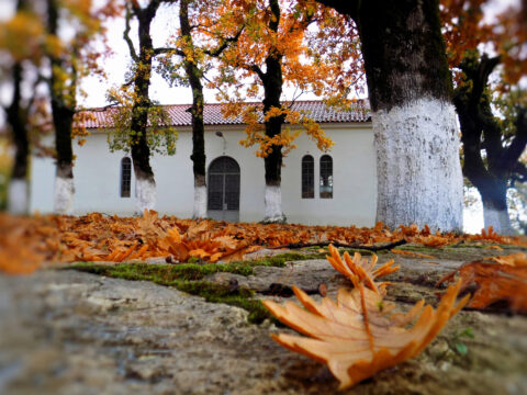 Αποδράστε στο…παραμυθένιο δάσος της Φολόης