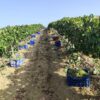 Ηλεία: Σε κρίσιμο σταυροδρόμι οι σταφιδοπαραγωγοί