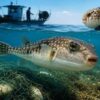 Η Caretta caretta «ασπίδα» στον Κυπαρισσιακό κατά του τοξικού λαγοκέφαλου