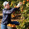 Ηλεία: 3.500 παραγωγοί εσπεριδοειδών ζητούν «ασπίδα» απέναντι σε εισαγωγές και ελληνοποιήσεις
