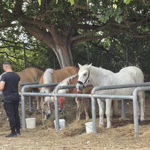 92η Ιππική Έκθεση Ανδραβίδας: Γιορτή Παράδοσης και Αρχοντιάς στην Ιστορική Αρένα