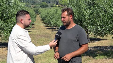«Κραχ» στον πράσινο χρυσό της Πελοποννήσου: Παραγωγοί σε απόγνωση με το λάδι στα 3,20€ (video)