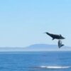 Viral βίντεο: Δελφίνια «χορεύουν» στον αέρα και χαρίζουν ένα απίστευτο θέαμα στην Καλιφόρνια