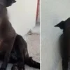 Τι αποκαλύπτει η κτηνιατρική γνωμάτευση για τον νεκρό σκύλο στην Αρετή – Τα κατάγματα, τα σκάγια και η αιτία θανάτου