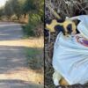 Κραυγή αγωνίας για τα αβοήθητα κουταβάκια στα Δουναίικα